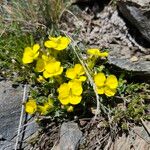 Erysimum jugicola Flower