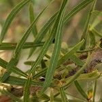 Salix rosmarinifolia পাতা