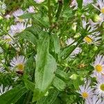 Erigeron annuus Folha