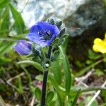 Veronica bellidioides Fula