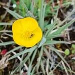 Ranunculus gramineus Flor