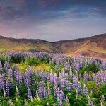 Lupinus nootkatensis Fleur