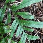 Polypodium cambricum পাতা