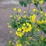 Coronilla valentinaKukka