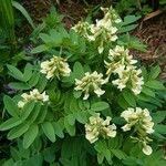 Astragalus frigidus অভ্যাস