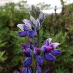 Lupinus nootkatensis Cvijet