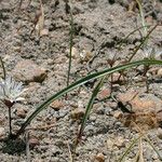 Allium obtusum Цвят