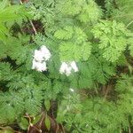 Dicentra canadensis आदत