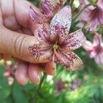 Lilium martagonFlor