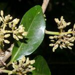 Rochefortia spinosa Blüte