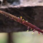 Bulbophyllum calyptratum Kwiat