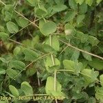 Vicia pisiformis Otro