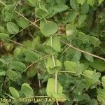 Vicia pisiformis Ostatní