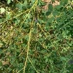 Baptisia tinctoria Leaf