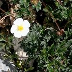 Ranunculus seguieri Plante entière