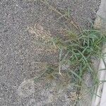 Eragrostis minor Habit