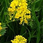 Barbarea vulgaris Flower