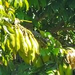 Castanospermum australe Frucht