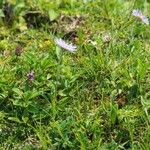 Aster alpinus Plante entière