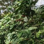 Coffea canephora 葉