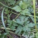 Ranunculus repens Leaf