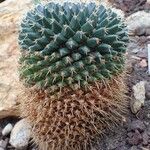 Mammillaria winterae Fruit