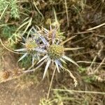 Eryngium bourgatii Virág