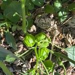 Physalis philadelphicaFruit