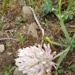 Trifolium macrocephalum Cvet