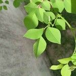 Dalbergia sissoo Leaf