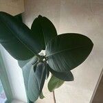 Ficus elastica Folha