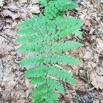 Dryopteris intermedia Hoja