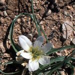 Colchicum gramineum Other