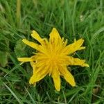 Taraxacum cucullatiforme Fula
