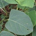 Reynoutria × bohemica Leaf