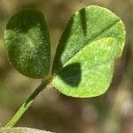 Trifolium scabrum Hostoa