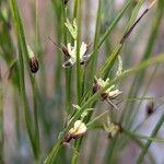 Oreojuncus trifidus Žiedas