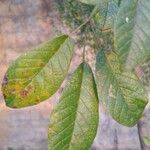 Handroanthus ochraceus Leaf