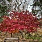 Cornus florida Habit