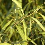 Nectandra angustifolia Συνήθη χαρακτηριστικά