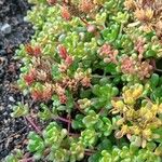 Sedum oreganum पत्ता