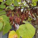 Cercis siliquastrumLeht