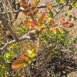 Sclerocarya birrea Leaf