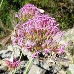 Centranthus lecoqii 花