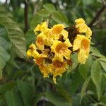 Markhamia tomentosa Blüte