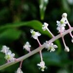 Phytolacca rivinoides Flower