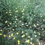 Ranunculus repens Celota