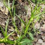 Carex intumescens Feuille