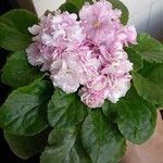 Streptocarpus ionanthus Leaf