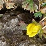 Potentilla crantzii Fleur